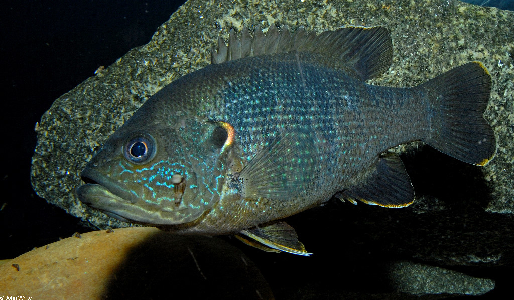 Lepomis cyanellus